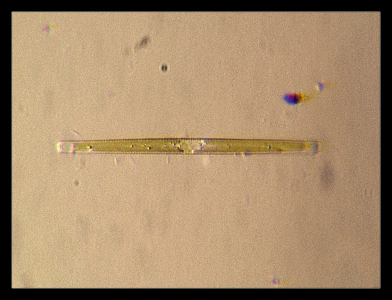 Fragilaria ??